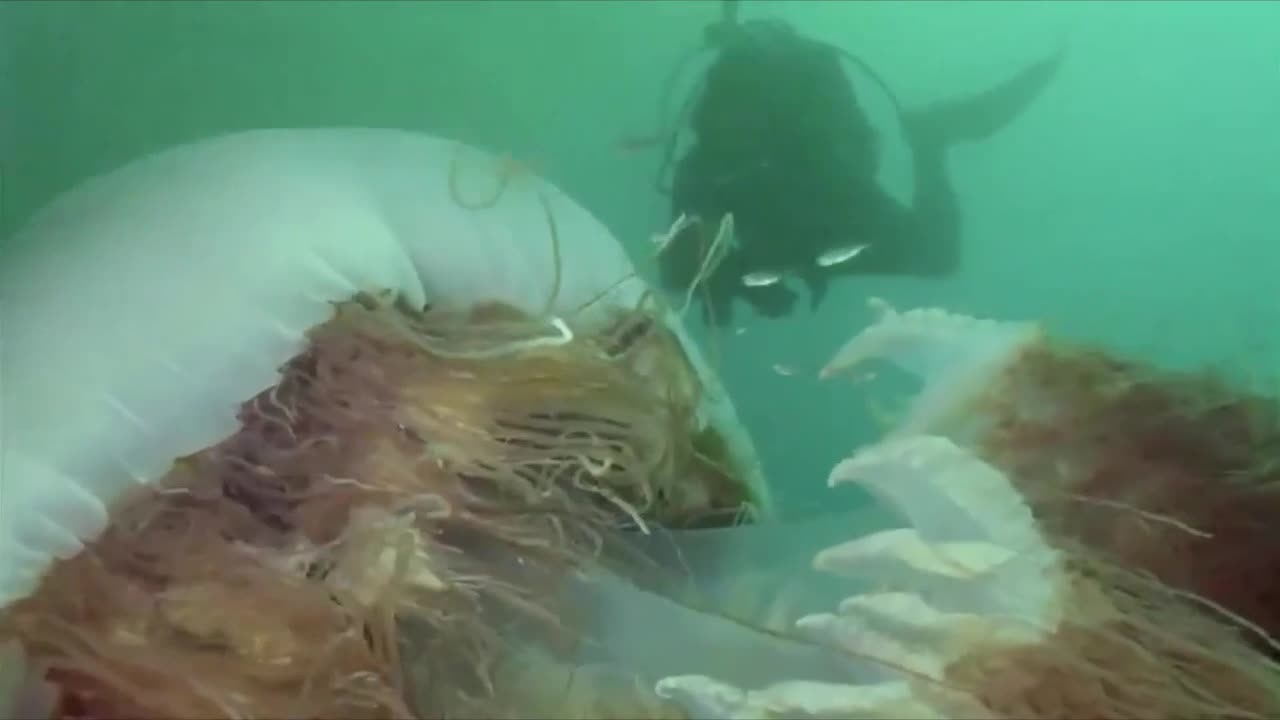 Video: las increíbles imágenes de la medusa gigante venenosa - 22/06