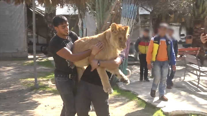 Resultado de imagen para Le amputaron las garras a una leona