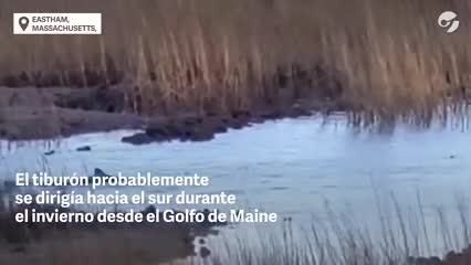 Video: un tiburón azul nada confundido en un pantano y no encuentra la salida al mar - Clarín